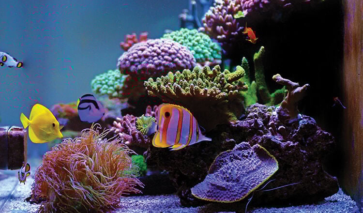 Beautiful saltwater coral reef aquarium tank
